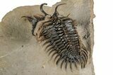 Short-Fork Walliserops Hammi Trilobite - Foum Zguid, Morocco #344466-2